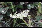 森氏當歸-花34.JPG