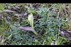 森氏當歸-花苞04.jpg