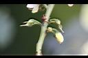 森氏紅淡比-花苞1.jpg