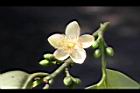 森氏紅淡比-花06.JPG