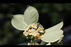 森氏紅淡比-花08.jpg