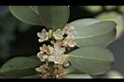 森氏紅淡比-花15.jpg