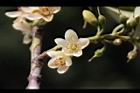 森氏紅淡比-花18.jpg