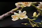 森氏紅淡比-花21.jpg