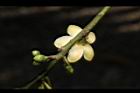 森氏紅淡比-花背01.JPG