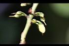 森氏紅淡比-花苞3.jpg