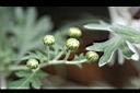 森氏菊-花苞.jpg
