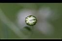 森氏菊-花苞0.jpg