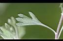 森氏菊-葉1.jpg