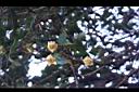 森氏鐵線蓮-花00.JPG