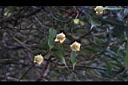 森氏鐵線蓮-花02.JPG