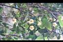 森氏鐵線蓮-花03.JPG