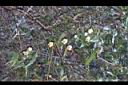 森氏鐵線蓮-花04.JPG