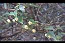 森氏鐵線蓮-花05.JPG