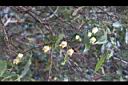 森氏鐵線蓮-花06.JPG