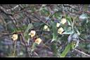 森氏鐵線蓮-花07.JPG