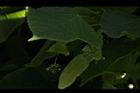 椴樹-花06.JPG