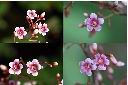 楊桃-花-合.jpg