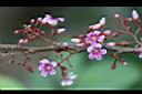楊桃-花20.jpg