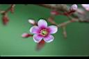 楊桃-花34.jpg