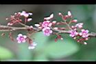 楊桃-花21.jpg