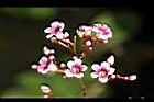 楊桃-花26.jpg