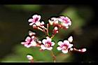 楊桃-花27.jpg