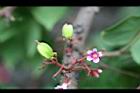 楊桃-花30.jpg