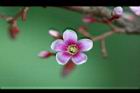 楊桃-花33.jpg