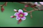 楊桃-花34.jpg
