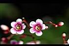 楊桃-花43.jpg