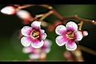楊桃-花45.jpg