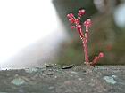 楊桃-花51.JPG