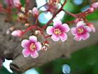 楊桃-花60.JPG