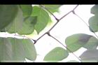 楊桃-葉序01.JPG