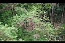 楓楊-實04.JPG