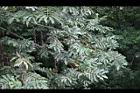 楓楊-葉06.JPG