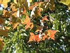 楓香-紅葉118.JPG