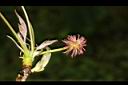 楓香-雌花03.JPG