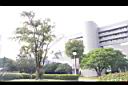楓港柿11.JPG
