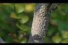 楓港柿-莖02.JPG