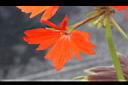 楓葉天竺葵-花04.JPG