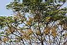 苦楝-實22.jpg