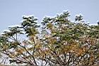 苦楝-實37.jpg