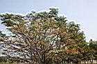 苦楝-實43.jpg