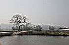 苦楝-落葉07.jpg