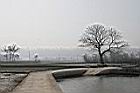 苦楝-落葉08.jpg