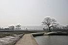 苦楝-落葉09.jpg