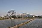 苦楝-落葉14.jpg