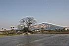 苦楝-落葉16.jpg